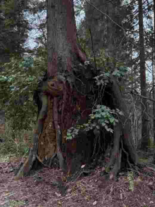 Arbre parc Stanley